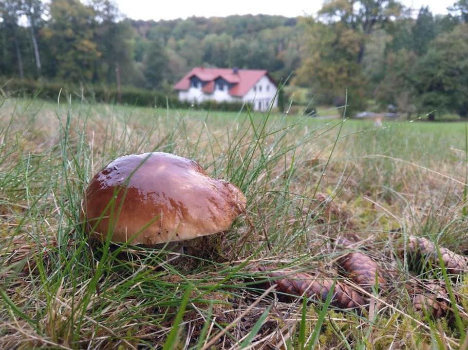 Wald-Apartment Limabach - Oberfrohna Esterno foto